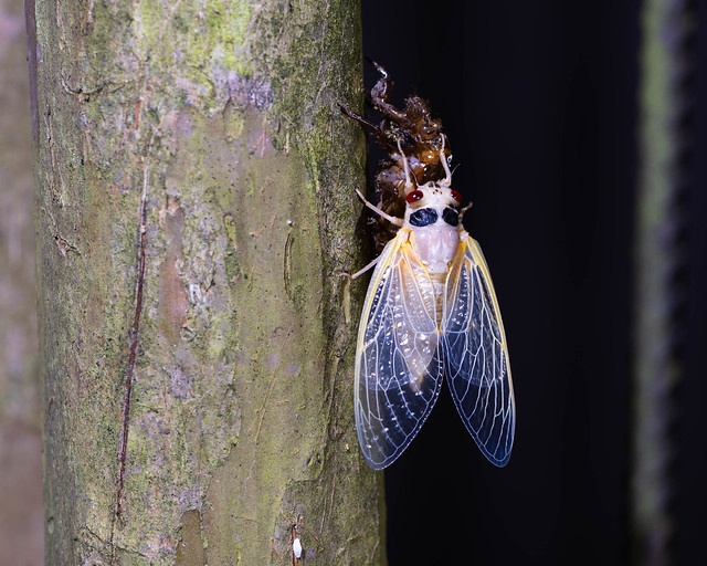Emerging Brood XIX cicada