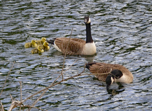 Newly hatched Canada Goslings