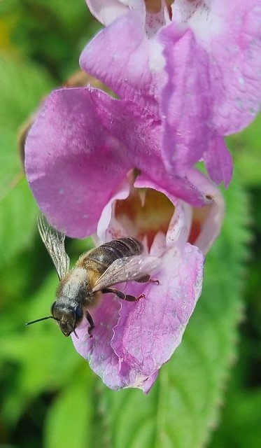 Bees&Flowers