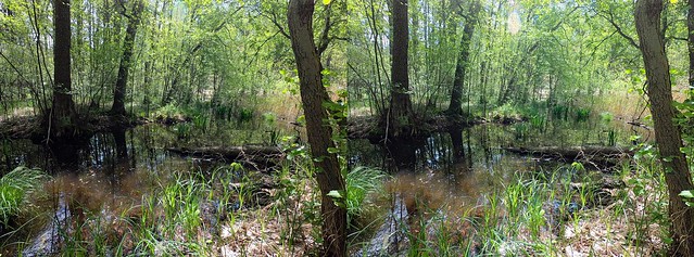 Holbecker Sumpf   Holbeck Swamp