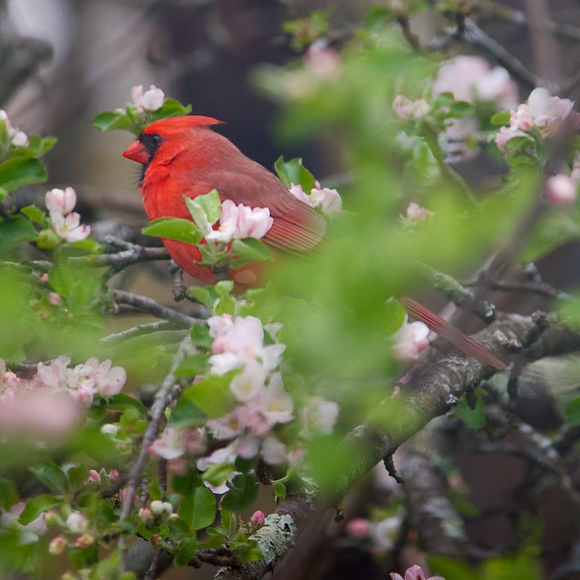 His #cardinal virtue is his brilliant color.  #Cardinals #BirdWatching #TrumbullCT