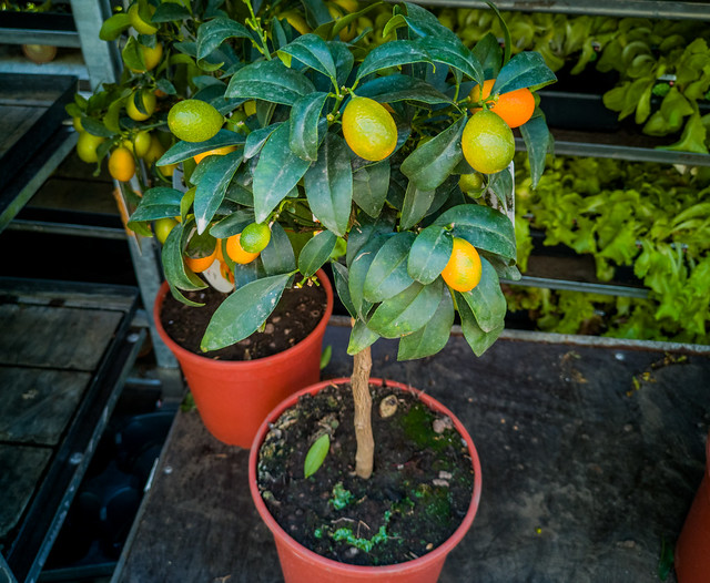 Fruit bearing Kumquat tree for sale.
