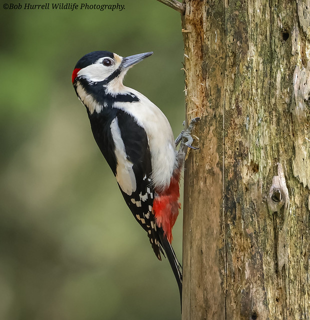 Great Spotted Woodpecker, male.