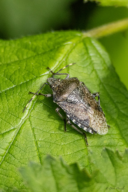 Mottled Shieldbug | Grauwe Veldwants | Graue Gartenwanze, (Rhaphigaster nebulosa)