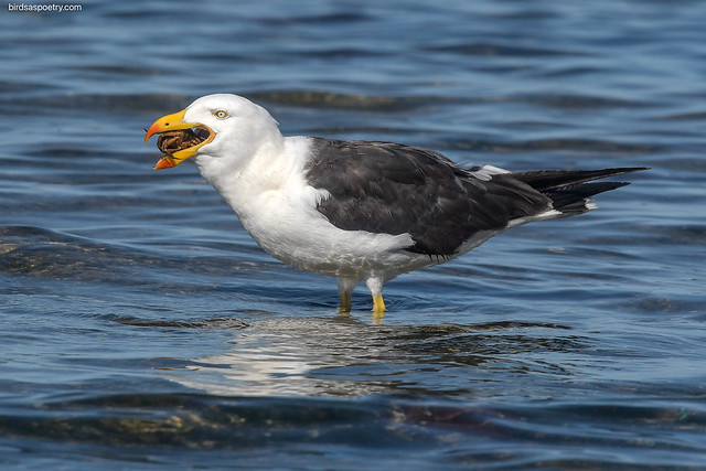 Pacific Gull: Down it Goes