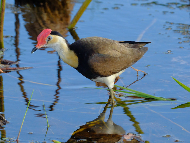 Comb-Crested Jacana - Fogg Dam Conservation Reserve, Middle Point, NT, Australia