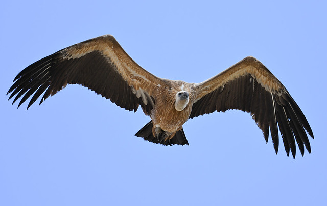 Griffon Vulture, NOrthern Migration, Gibraltar