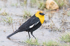 April 27, 2024 - A yellow-headed blackbird hanging out in the rain. (Tony's Takes)
