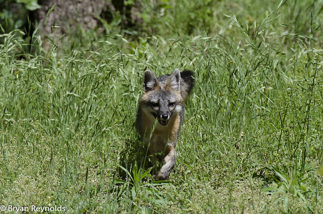 Gray Fox, Urocyon cinereoargenteus