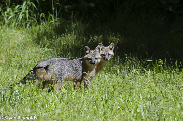 Gray Foxes, Urocyon cinereoargenteus