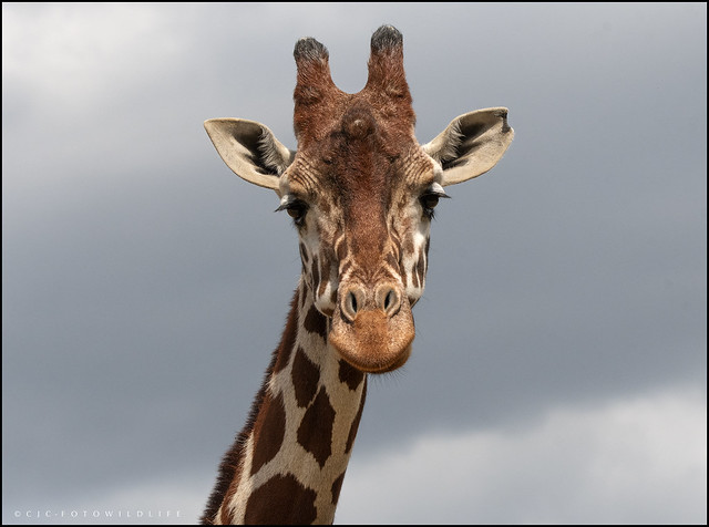 Reticulated Giraffe - Isha - Colchester Zoo.