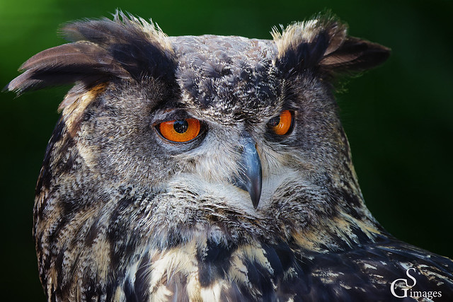 Uhu / eagle owl