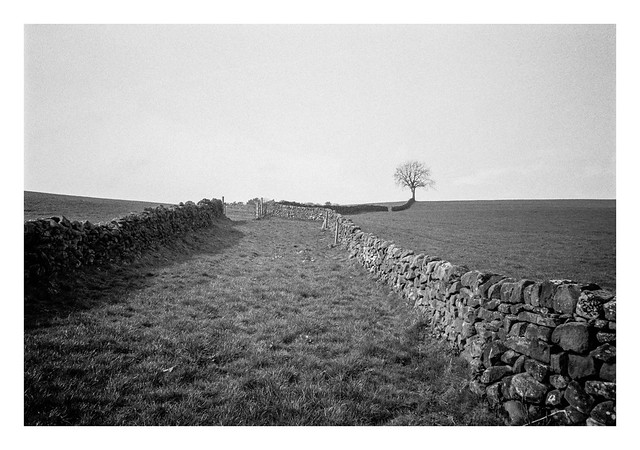 Drystone walls and a lone tree
