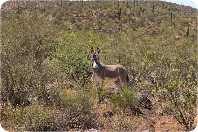 You Looking At Me ? Wild Burro Arizona USA