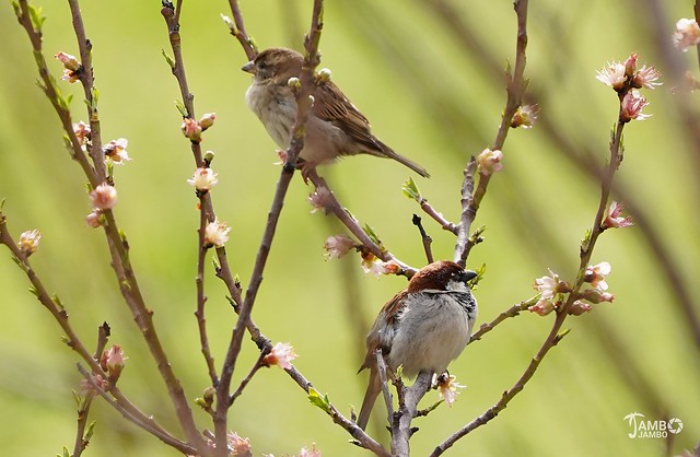 Passeri in primavera - Sparrows in spring