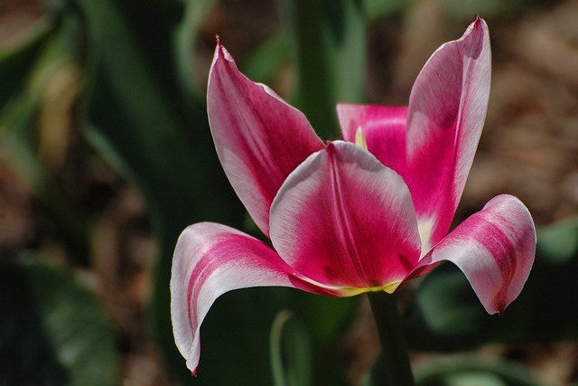 Tulip, Brooklyn Botanic Garden, Brooklyn, New York