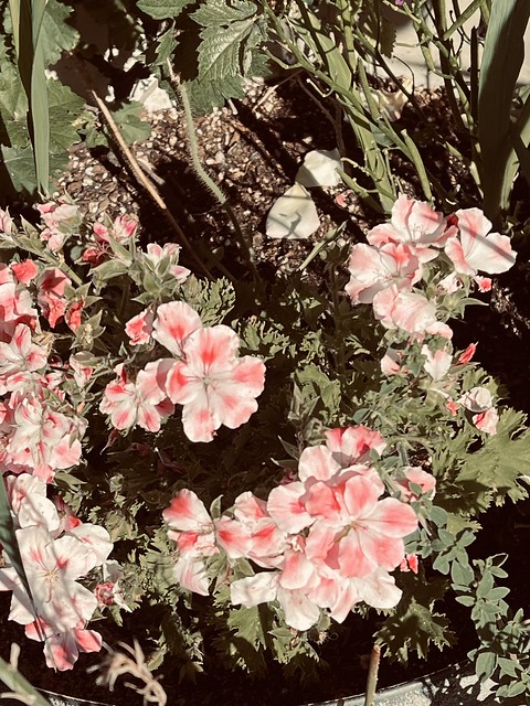 Pink Geranium Flowers In My April Garden