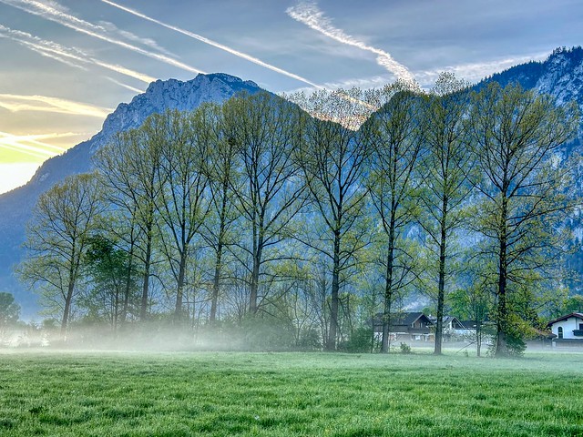 Tree line on a misty meadow on a spring morning with Zahmer Kaiser mountain range in Kiefersfelden in Bavaria, Germany