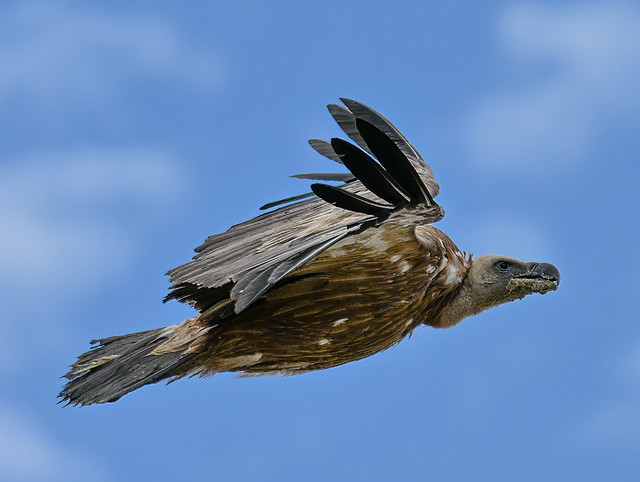 Griffon Vulture, NOrthern Migration, Gibraltar