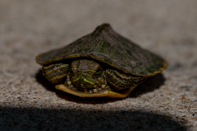 Red-Eared Slider Turtle Hatchling 6149