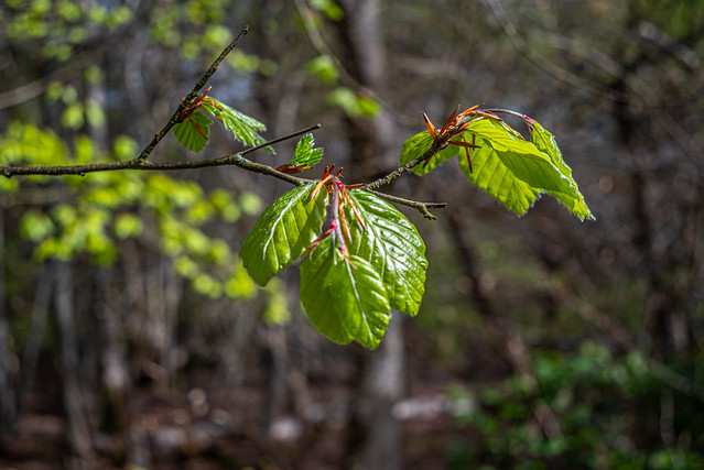 New leaves and bokeh