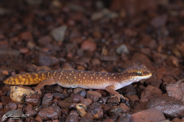 Yellow-spotted Pilbara gecko