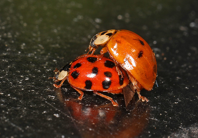 Asian Lady Beetle - Harmonia axyridis, Occoquan Regional Park, Lorton, Virginia, March 21, 2024
