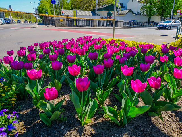 The street's Tulips.