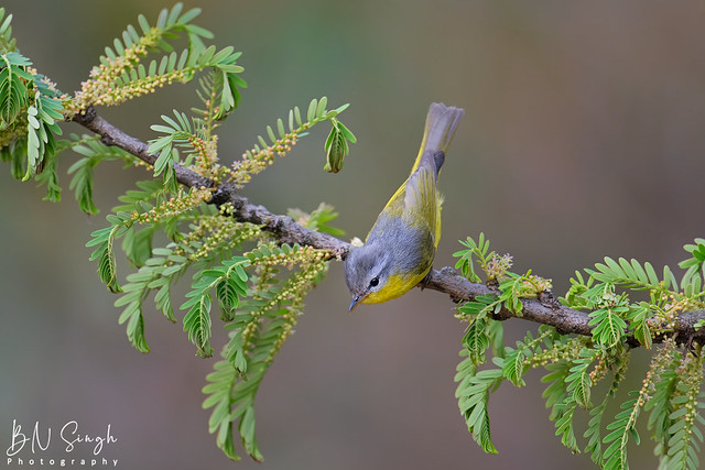Grey-hooded Warbler, India