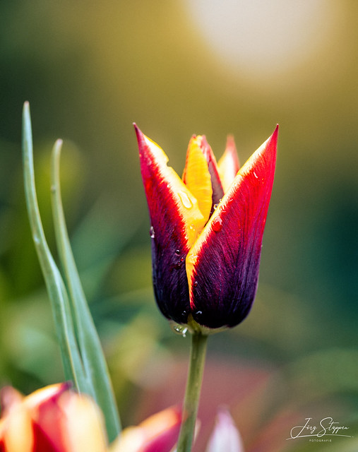 Tulpe im Morgenlicht (Tulip in the Morning)