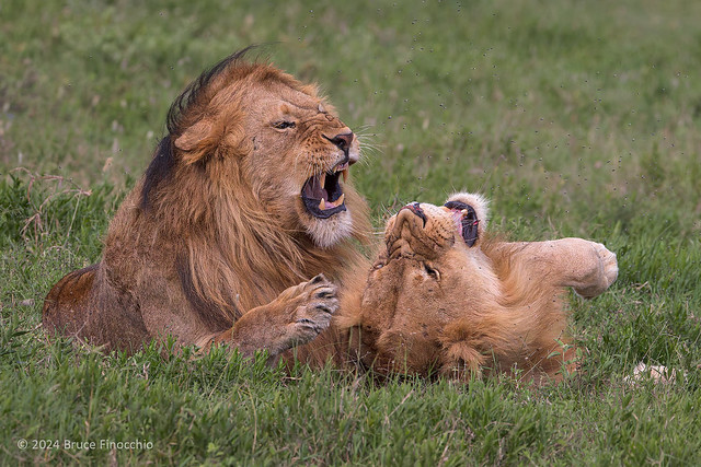 Two Male Pride Lions Having A Momentary Spat