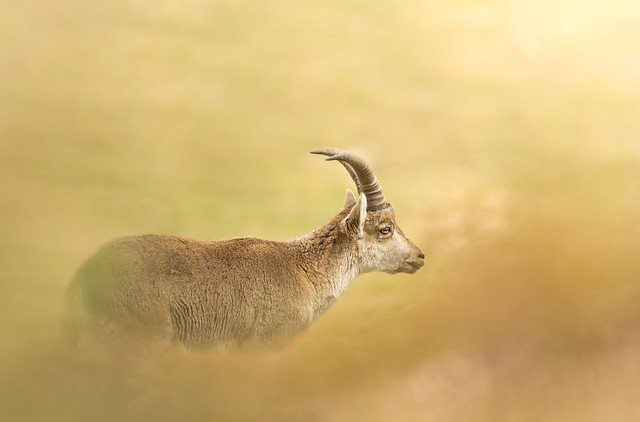 Bouquetin Ibérique - Capra pyrenaica - Iberian Ibex