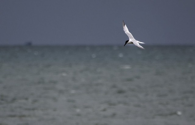 Sandwich Tern (Sterna sandvicensis) looking for fish