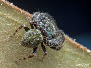 Jumping spider (Ligurra sp.) - P3103364