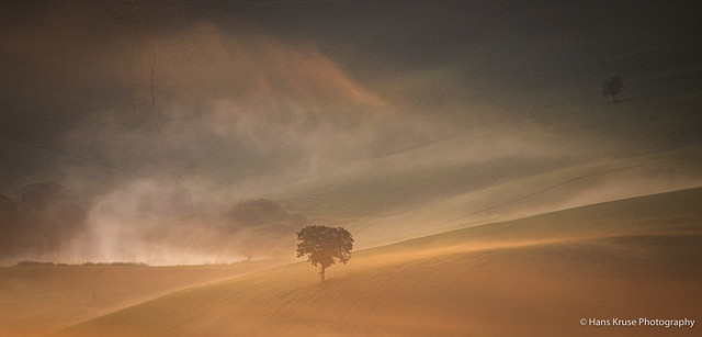 Lonely tree in the fog