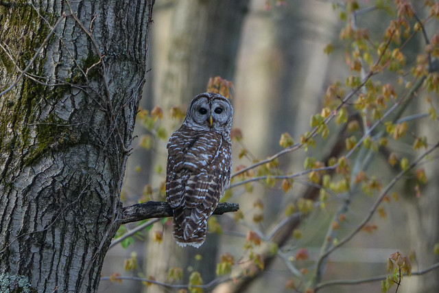 Barred Owl from the other day