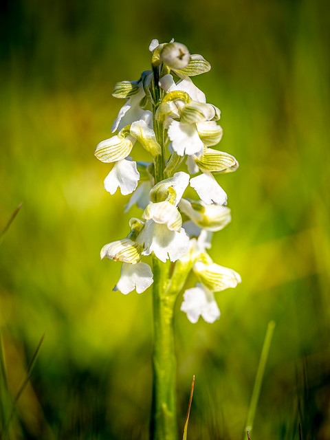 Green-winged Orchid (variant 