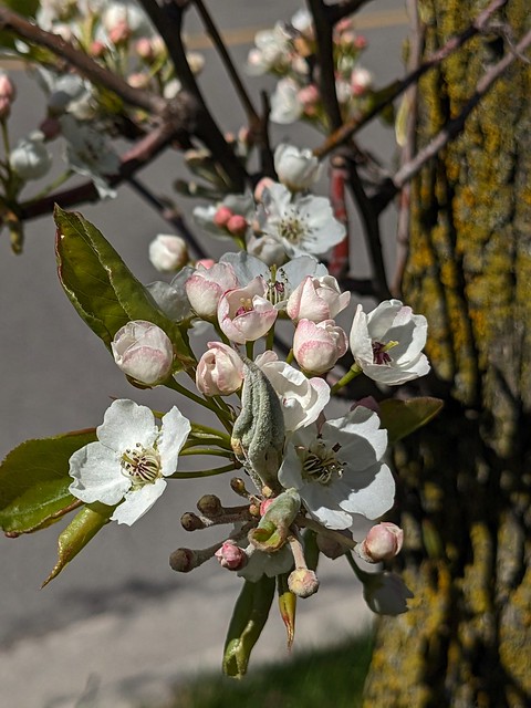 Spring Flowers, Woodward Avenue, Burlington, Halton, ON