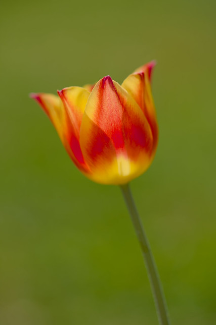 Tulip in Spring Sun