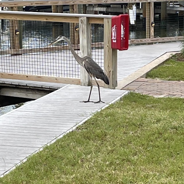Hanging out with a Heron