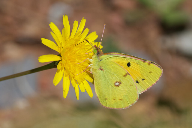 Clouded Yellow - Colias croceus