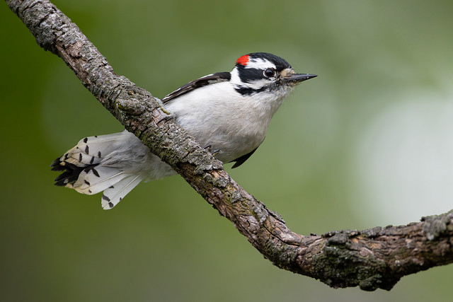Downy Woodpecker Posing in Spring Bokeh