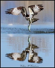 April 22, 2024 - An osprey makes a catch. (Bill Hutchinson)