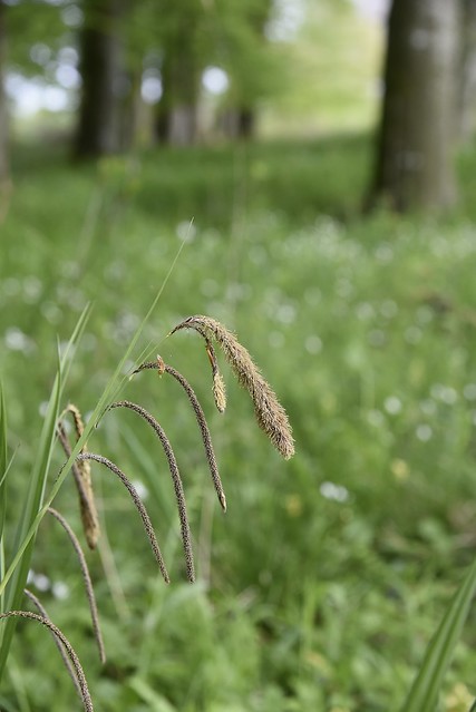 Hänge-Segge (Carex pendula); Bergenhusen, Stapelholm (2)