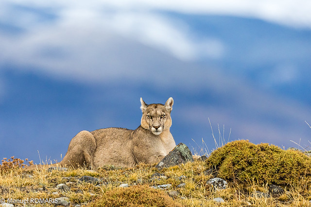 Petaca, a female puma from the Torres del Paine National Park, Chile