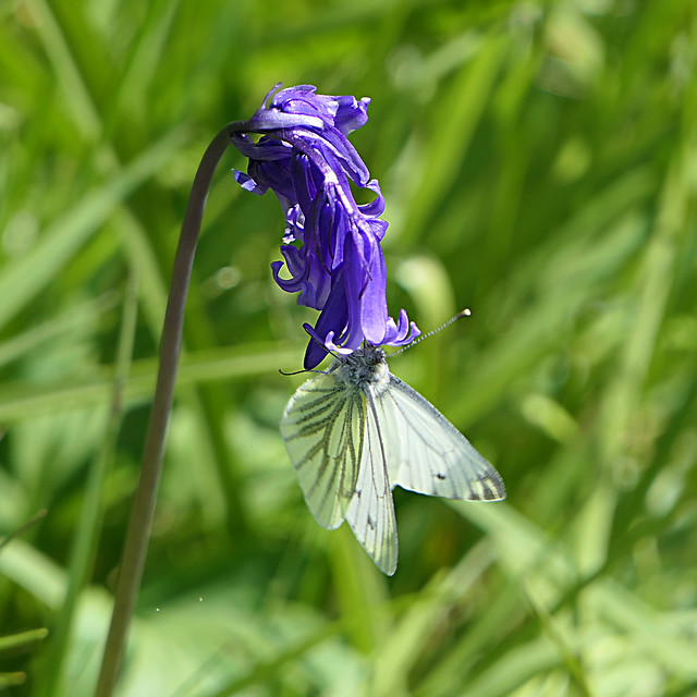 Bluebells and a Green-veined White Butterfly