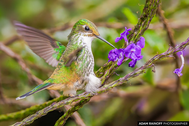 Female White-booted Racket-tail