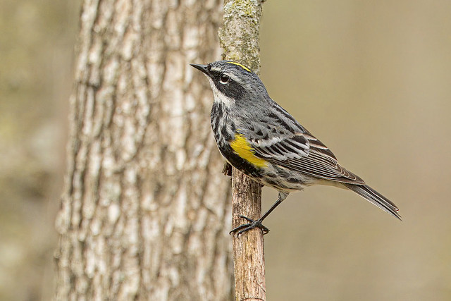 Yellow-rumped Warbler, Connecticut, 2024