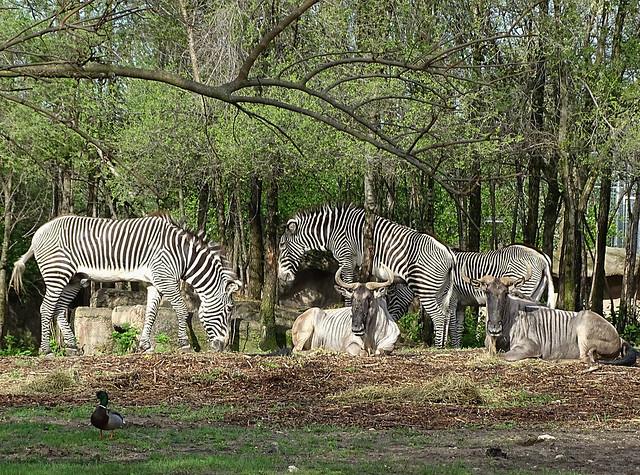It's officially Spring when Lenny and Jeffery join the Zebra boys outside for the season