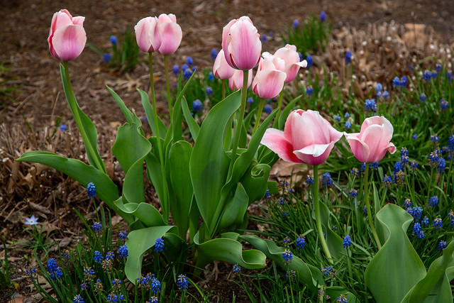 Feast of colors at the tulip show